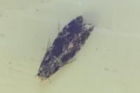 Nemapogon granellus