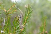 Plutella xylostella