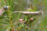 Plutella xylostella