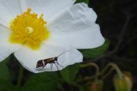 Adela australis