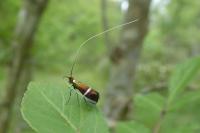 Adela australis