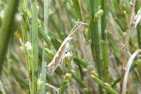 Plutella xylostella