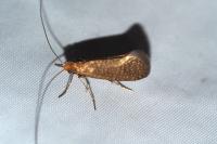 Nematopogon adansoniella