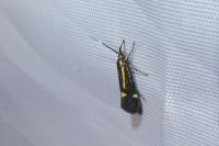 Esperia sulphurella
