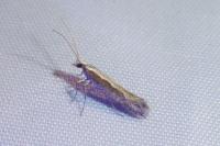 Plutella xylostella