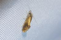 Dyseriocrania subpurpurella