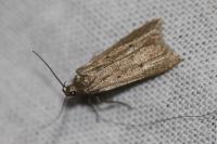 Acompsia