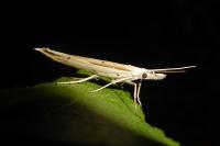 Ypsolopha mucronella