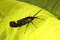 Esperia sulphurella