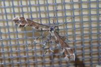 Oxyptilus parvidactylus