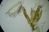 Oxyptilus parvidactylus
