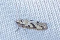 Stenolechiodes pseudogemmellus