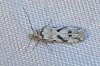 Stenolechiodes pseudogemmellus
