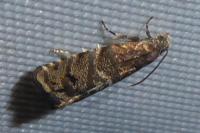 Pammene splendidulana