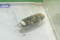 Endrosis sarcitrella