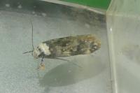 Endrosis sarcitrella