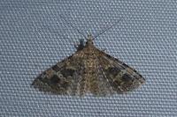 Alucita hexadactyla