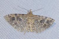 Alucita hexadactyla