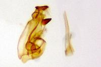 Teleiodes vulgella