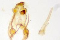 Teleiodes vulgella