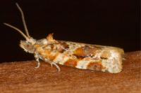 Argyrotaenia ljungiana