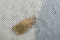 Agonopterix rotundella