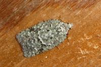 Acleris literana