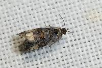 Endothenia