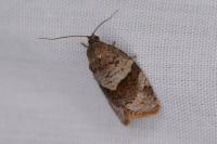 Syndemis musculana
