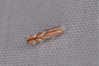 Phyllonorycter distentella