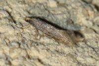 Elachista canapennella