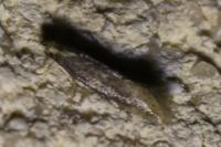 Elachista canapennella