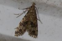 Alucita hexadactyla