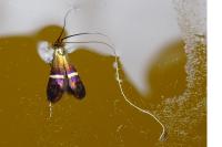 Adela australis