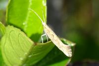 Plutella xylostella