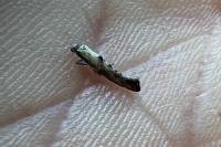 Epermenia aequidentella