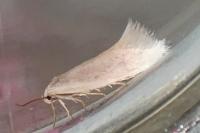 Elachista argentella