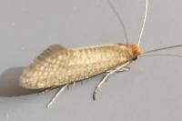 Nematopogon