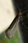 Nematopogon