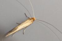 Nematopogon