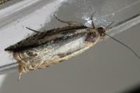 Ancylis apicella