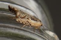 Ancylis apicella