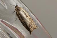 Ancylis apicella