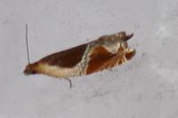 Ancylis unculana