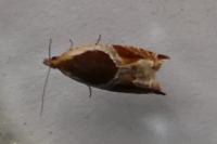 Ancylis unculana