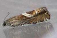 Grapholita jungiella