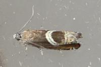 Grapholita jungiella