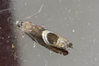 Grapholita jungiella