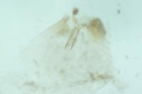 Pseudopostega chalcopepla