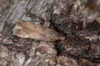 Aroga temporariella